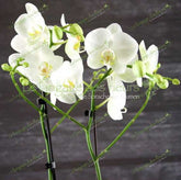 Weiße Orchidee Pflanzenversand Online – München